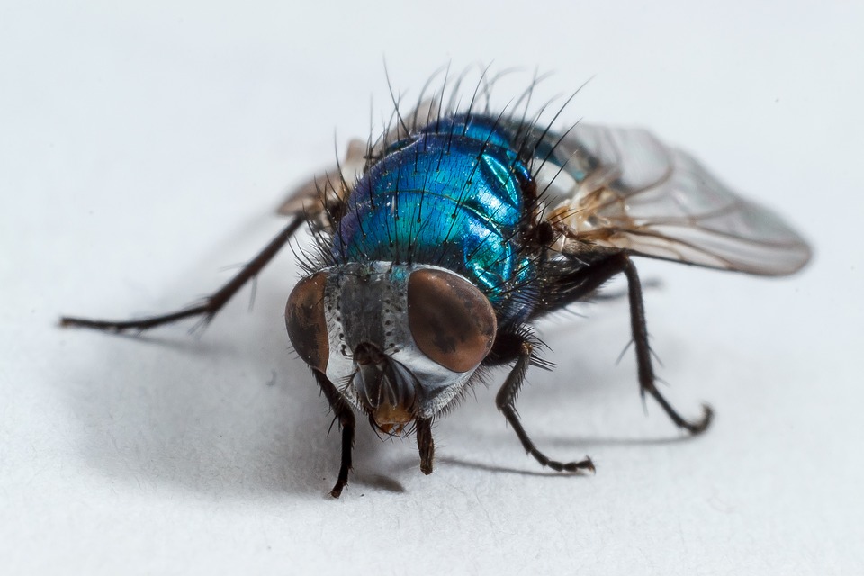 fly hom,e