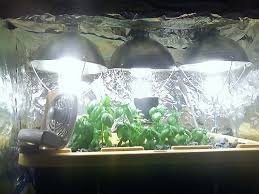 plants and light